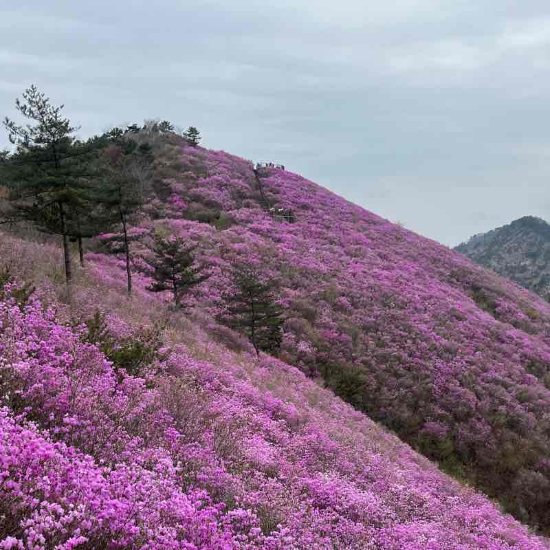 달천계곡 천주산 진달래 군락지
