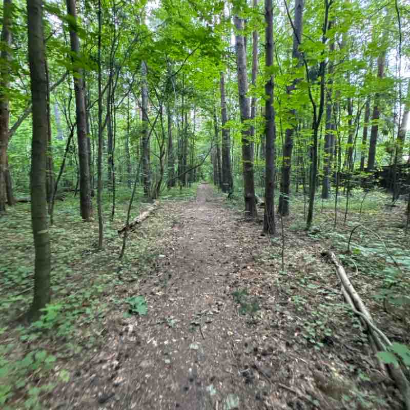 Chelyuskinsky forest