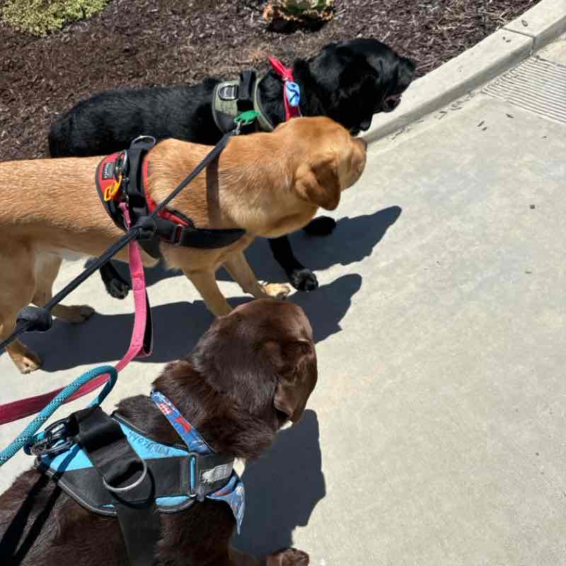 Gunner, Murphy, Herbie Sat 20240622 12:00