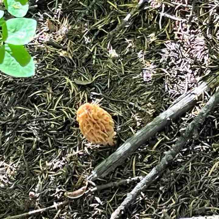 Lightning point Saw a Wolverine!!!!!✌️🏹🦦