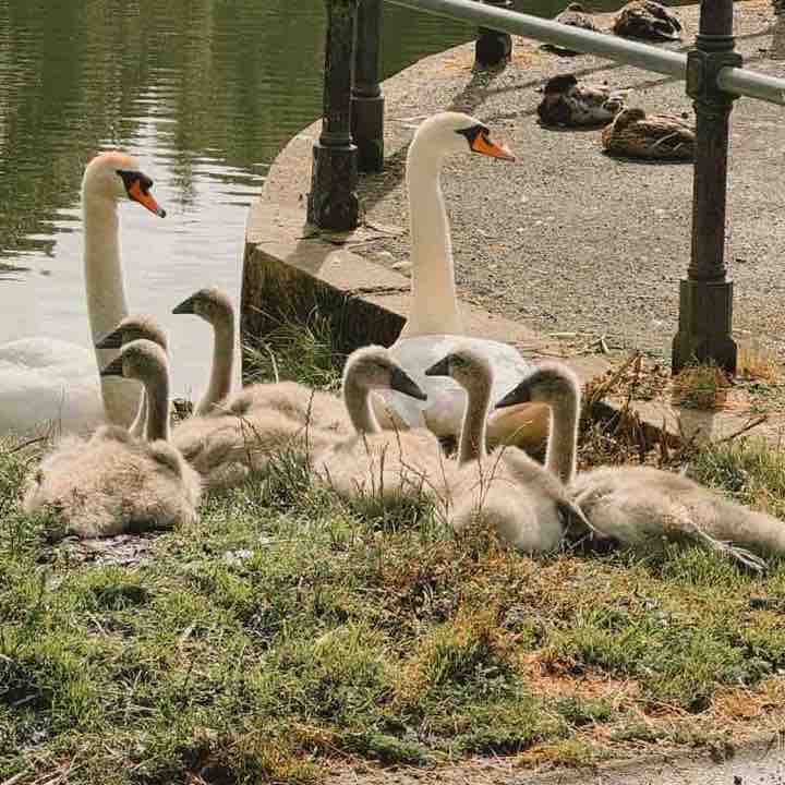 Gnoll Park Country Walk