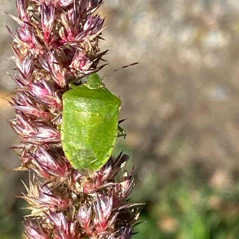 Wiesbaden Südfriedhof - Der Herbst 🍂 lässt grüßen