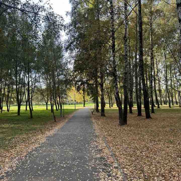 Березовая роща