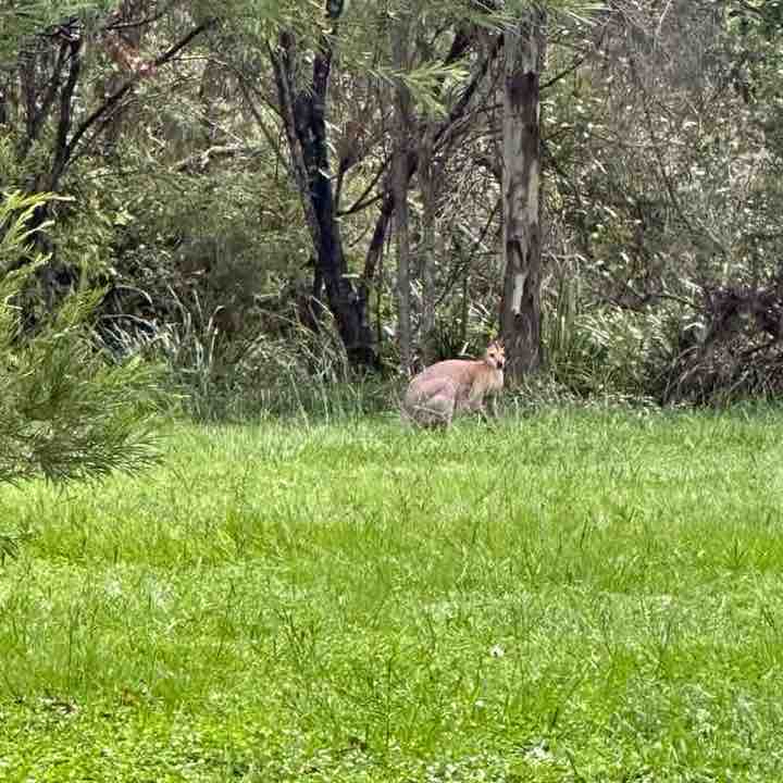 Small Thornlands circuit