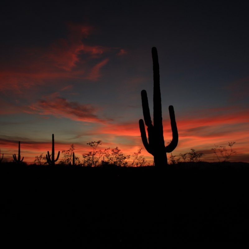 Up And Down The Sycamore
