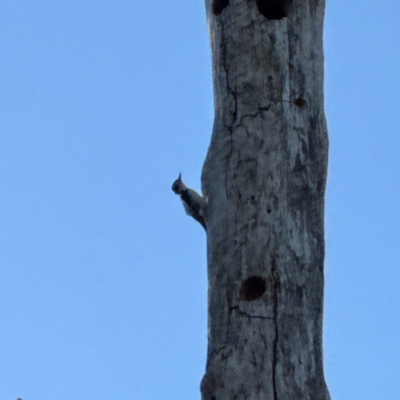 Pennsy Trails in Cumberland CR 600W 1.6mi. & Back
