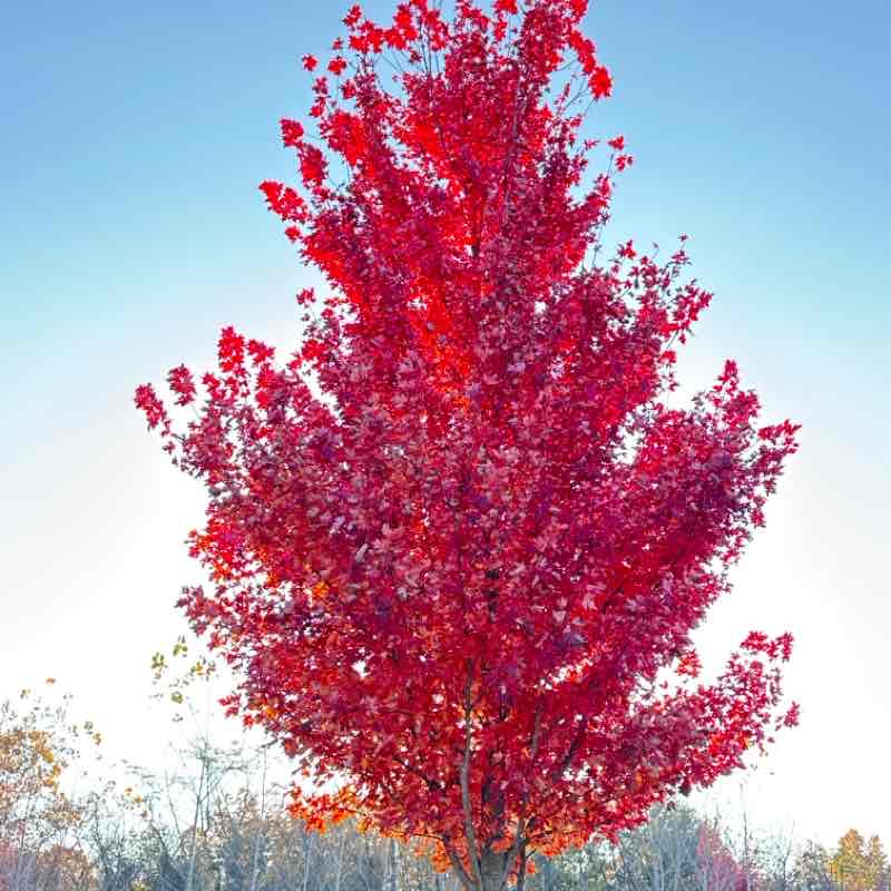 Flatter Rock w/ a Big Hill!