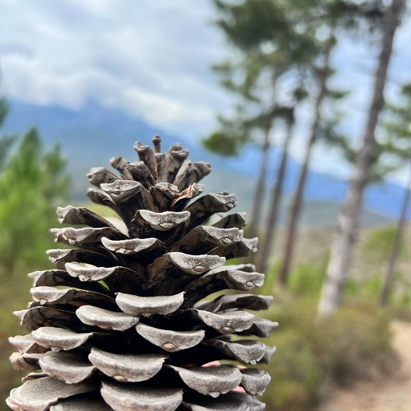 “La vita è un viaggio da fare a piedi.”