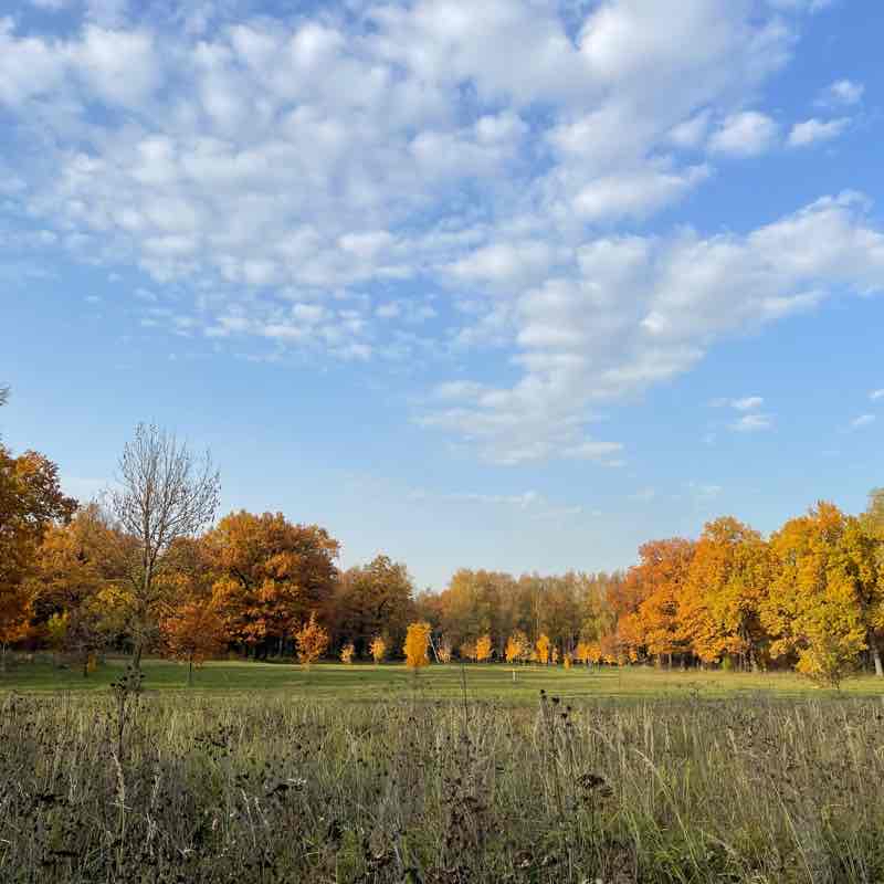 Дубовая роща