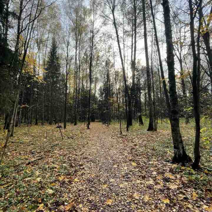 Абрамцевская просека