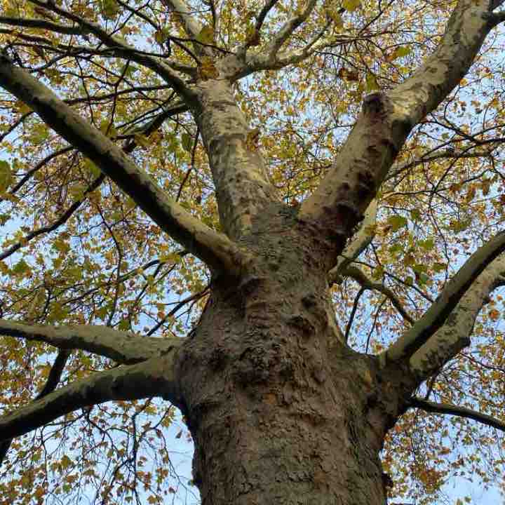 утренняя прогулка с собаками 🐕‍🦺🦮