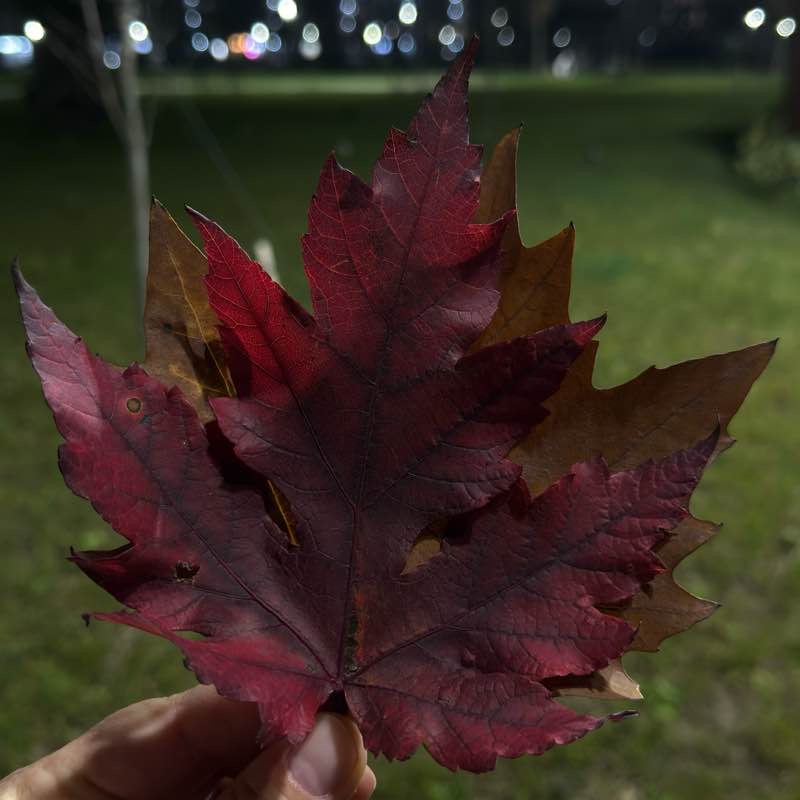 Парк Флагманский