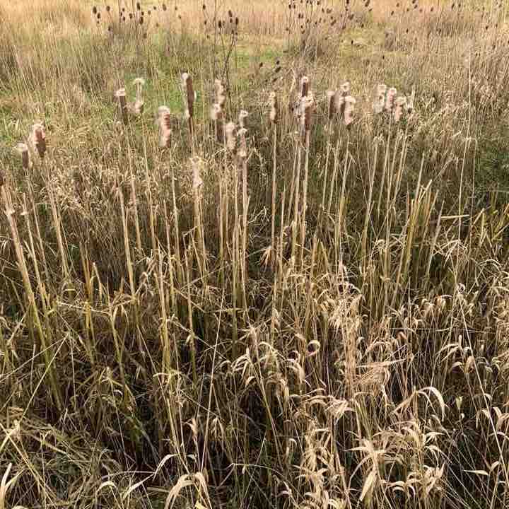 Melksham old canal route circular