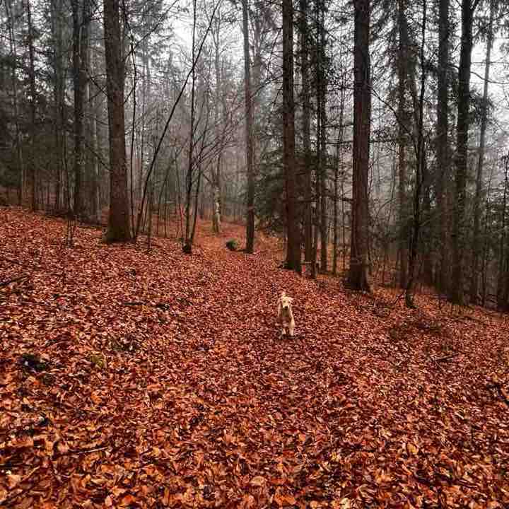 Faggeto tra Taio e Tres