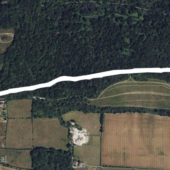 Newlands Corner woods