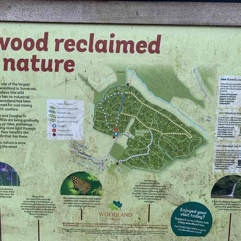 Greyfield Woods, nr Bristol. UK