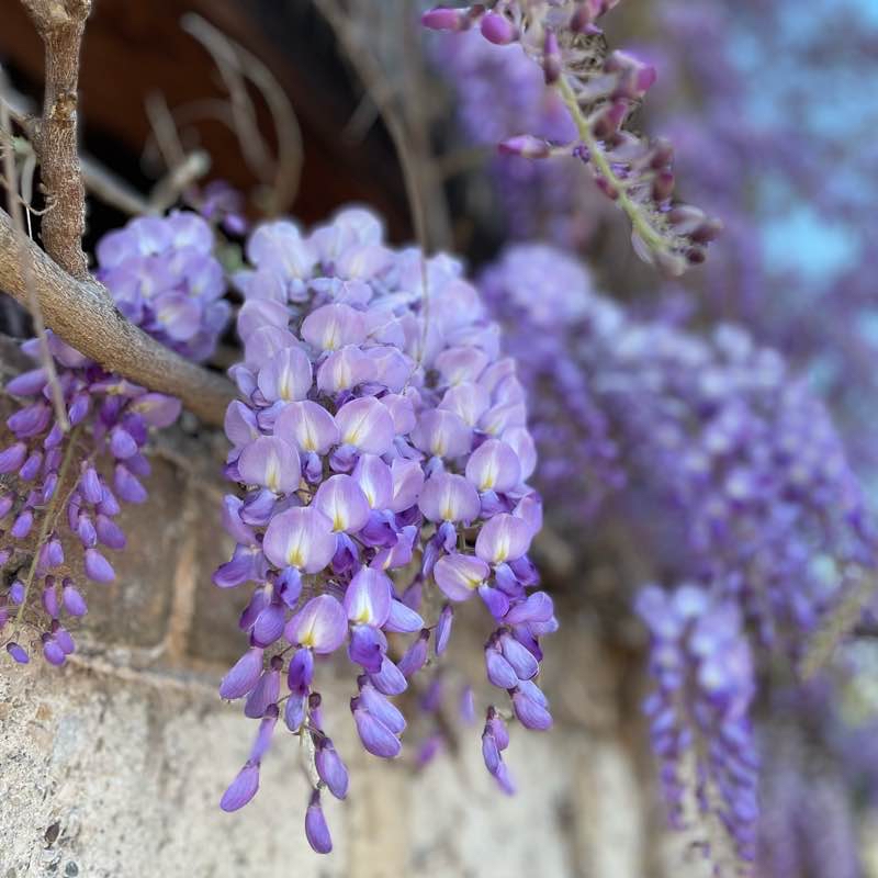 Glycine