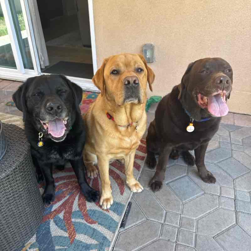 Gunner, Murphy, Herbie Thu 11:00 May 22