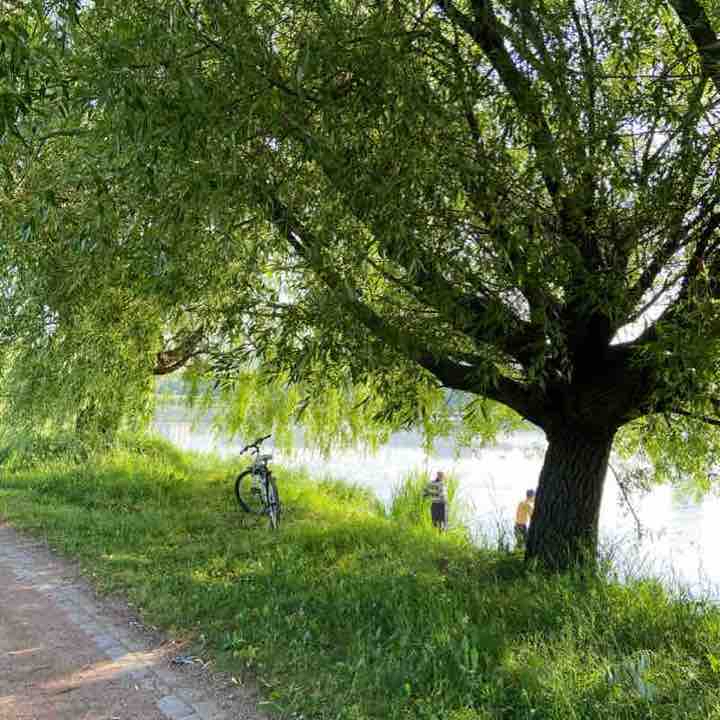 Утро в парке