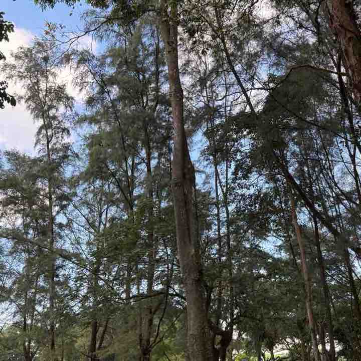 Tasik Perdana Pasir Gudang