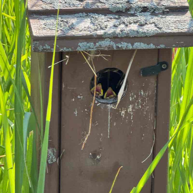 Bird’s Mouth