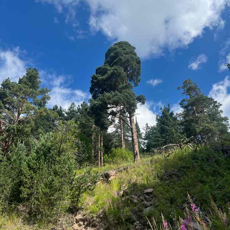 Девичьи косы 2