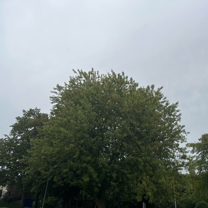 A Walk To The Theatre Royal