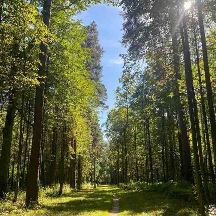 Вдоль Лыжной трассы Лыткарино-Волкуша