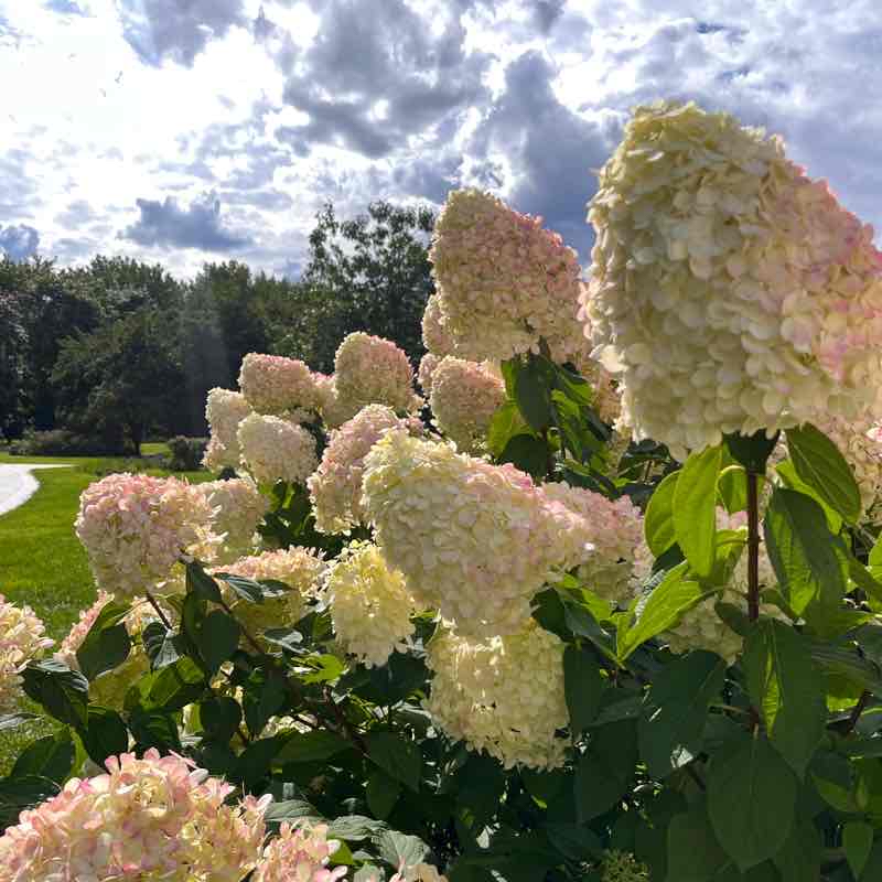 Сиреневый сад