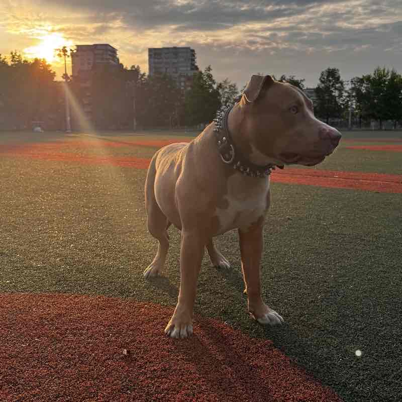 Dog walk
