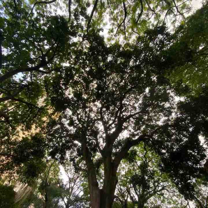 Parque Fracalanza