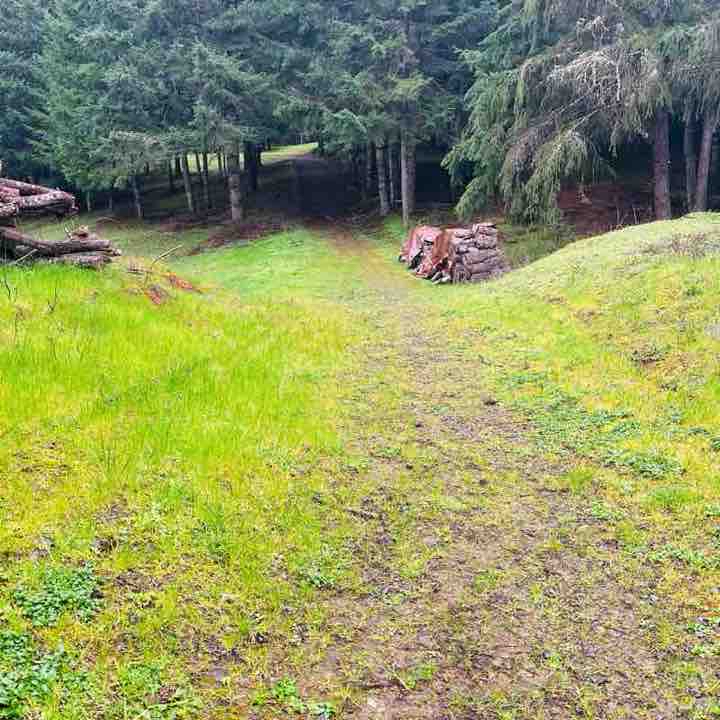 Shelby’s Walk On Top the Hill