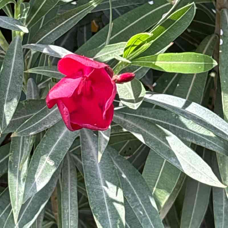 Lunch time is walk
