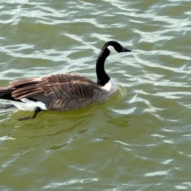 Geist Marina