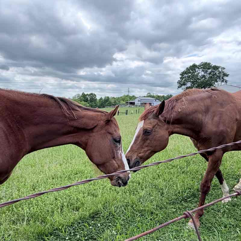 Axon Acres