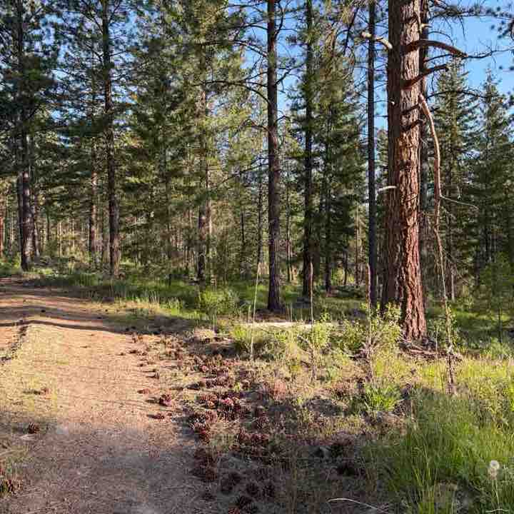 Run in the forest