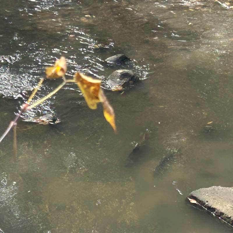 Duncan Creek Park Route